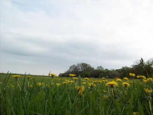 Blumenwiese